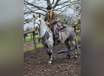 Autres races, Hongre, 4 Ans, 155 cm, Gris pommelé