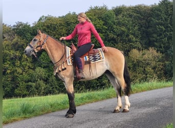 Autres races, Hongre, 4 Ans, 157 cm, Isabelle
