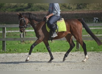 Autres races, Hongre, 4 Ans, 160 cm, Bai