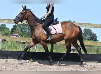 Autres races, Hongre, 4 Ans, 162 cm, Bai brun