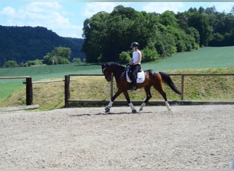 Autres races, Hongre, 4 Ans, 162 cm, Bai