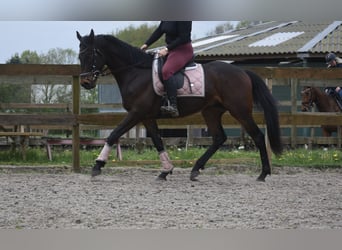 Autres races, Hongre, 4 Ans, 165 cm, Bai brun