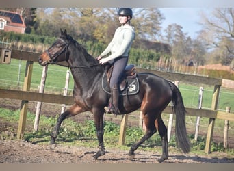 Autres races, Hongre, 4 Ans, 165 cm, Bai brun
