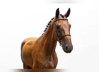 Autres races, Hongre, 4 Ans, 165 cm, Bai