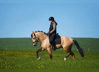 Autres races, Hongre, 4 Ans, 165 cm, Isabelle