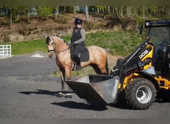 Autres races, Hongre, 4 Ans, 165 cm, Isabelle