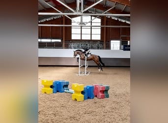 Autres races, Hongre, 4 Ans, 168 cm, Bai