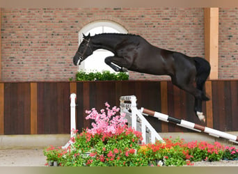 Autres races, Hongre, 4 Ans, 170 cm, Noir