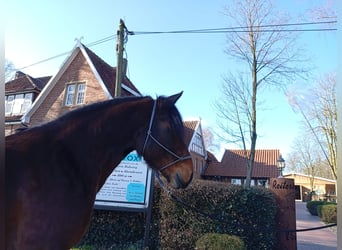 Autres races, Hongre, 4 Ans, 173 cm, Bai brun