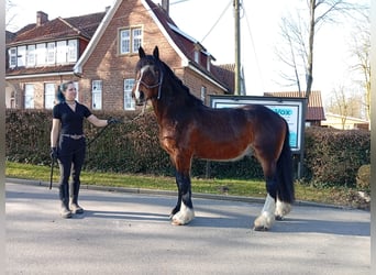 Autres races, Hongre, 4 Ans, 173 cm, Bai brun