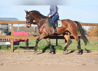 Autres races, Hongre, 4 Ans, 175 cm, Bai