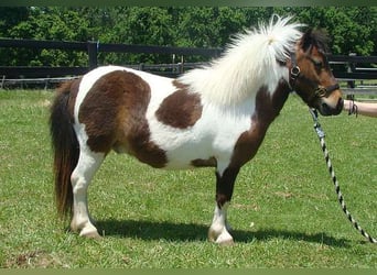 Autres races, Hongre, 4 Ans, 84 cm, Pinto
