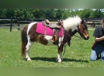 Autres races, Hongre, 4 Ans, 84 cm, Pinto