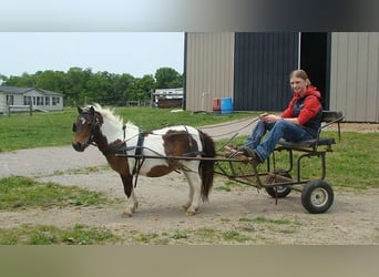 Autres races, Hongre, 4 Ans, 84 cm, Pinto