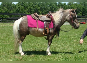 Autres races, Hongre, 4 Ans, 86 cm, Pinto