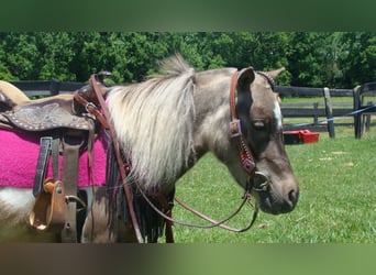 Autres races, Hongre, 4 Ans, 86 cm, Pinto
