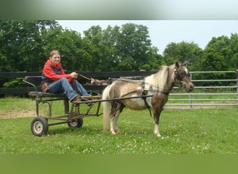 Autres races, Hongre, 4 Ans, 86 cm, Pinto