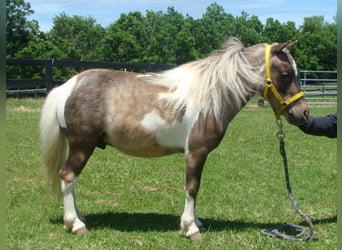 Autres races, Hongre, 4 Ans, 86 cm, Pinto