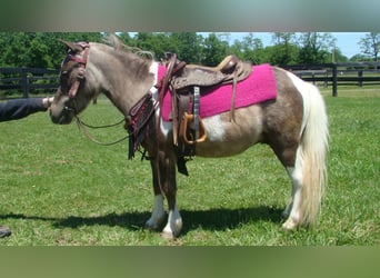 Autres races, Hongre, 4 Ans, 86 cm, Pinto