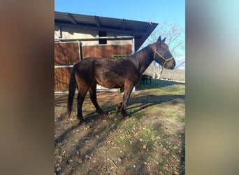 Autres races, Hongre, 4 Ans, Bai brun