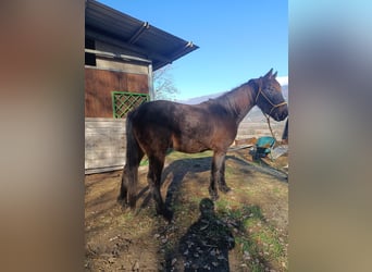 Autres races, Hongre, 4 Ans, Bai brun