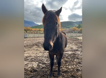 Autres races, Hongre, 4 Ans, Bai brun