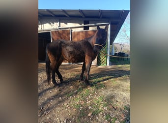 Autres races, Hongre, 4 Ans, Bai brun