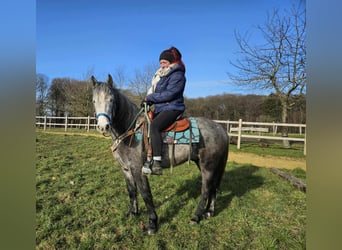 Autres races, Hongre, 4 Ans, Gris pommelé