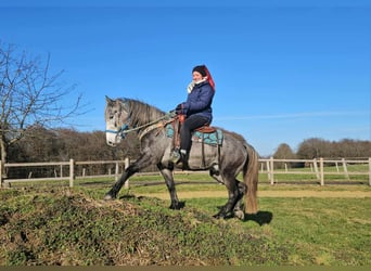 Autres races, Hongre, 4 Ans, Gris pommelé