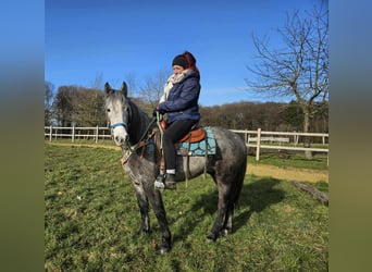 Autres races, Hongre, 4 Ans, Gris pommelé