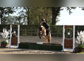Autres races, Hongre, 5 Ans, 116 cm