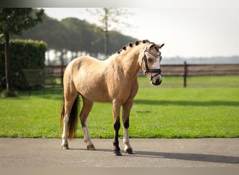 Autres races, Hongre, 5 Ans, 116 cm