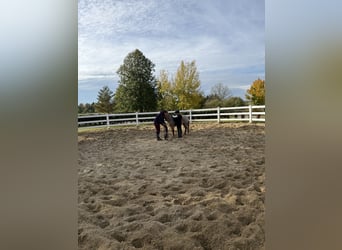 Autres races, Hongre, 5 Ans, 120 cm, Alezan