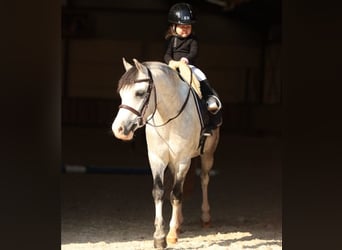 Autres races, Hongre, 5 Ans, 125 cm, Gris