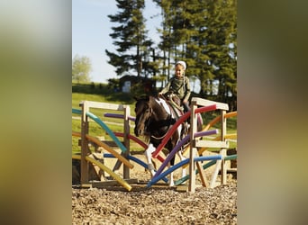 Autres races, Hongre, 5 Ans, 132 cm, Pinto