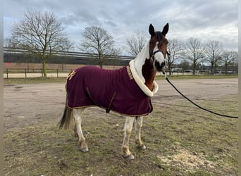 Autres races, Hongre, 5 Ans, 145 cm, Pinto