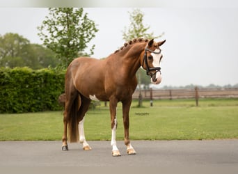 Autres races, Hongre, 5 Ans, 146 cm, Alezan