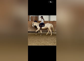 Autres races, Hongre, 5 Ans, 146 cm, Cremello