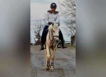 Autres races, Hongre, 5 Ans, 146 cm, Cremello