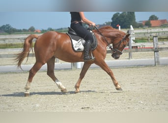 Autres races, Hongre, 5 Ans, 147 cm, Alezan