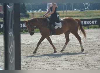 Autres races, Hongre, 5 Ans, 147 cm, Alezan