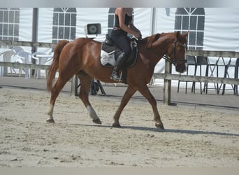 Autres races, Hongre, 5 Ans, 147 cm, Alezan