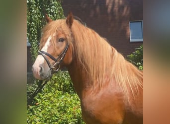 Autres races, Hongre, 5 Ans, 147 cm, Alezan