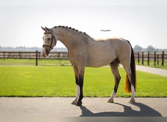 Autres races, Hongre, 5 Ans, 148 cm