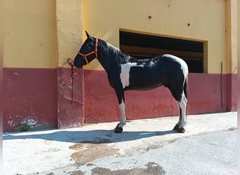 Autres races, Hongre, 5 Ans, 148 cm, Pinto