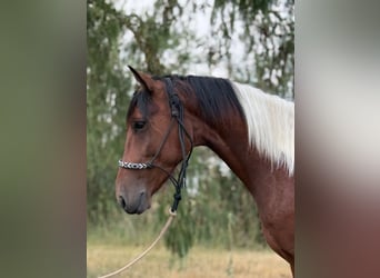Autres races, Hongre, 5 Ans, 150 cm, Pinto