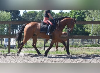 Autres races, Hongre, 5 Ans, 155 cm, Bai
