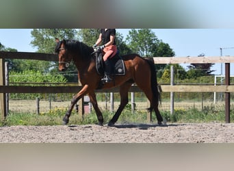 Autres races, Hongre, 5 Ans, 155 cm, Bai