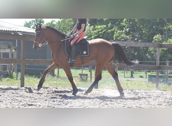 Autres races, Hongre, 5 Ans, 155 cm, Bai