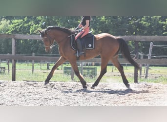 Autres races, Hongre, 5 Ans, 155 cm, Bai